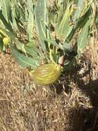 Image of woolly milkweed