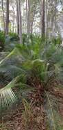 صورة Macrozamia communis L. A. S. Johnson