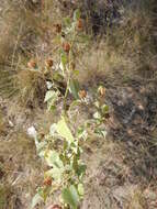 Image of Texas Indian mallow