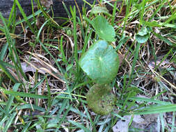 Слика од Hydrocotyle verticillata Thunb.