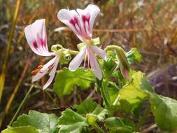 Image of Pelargonium greytonense J. J. A. Van der Walt