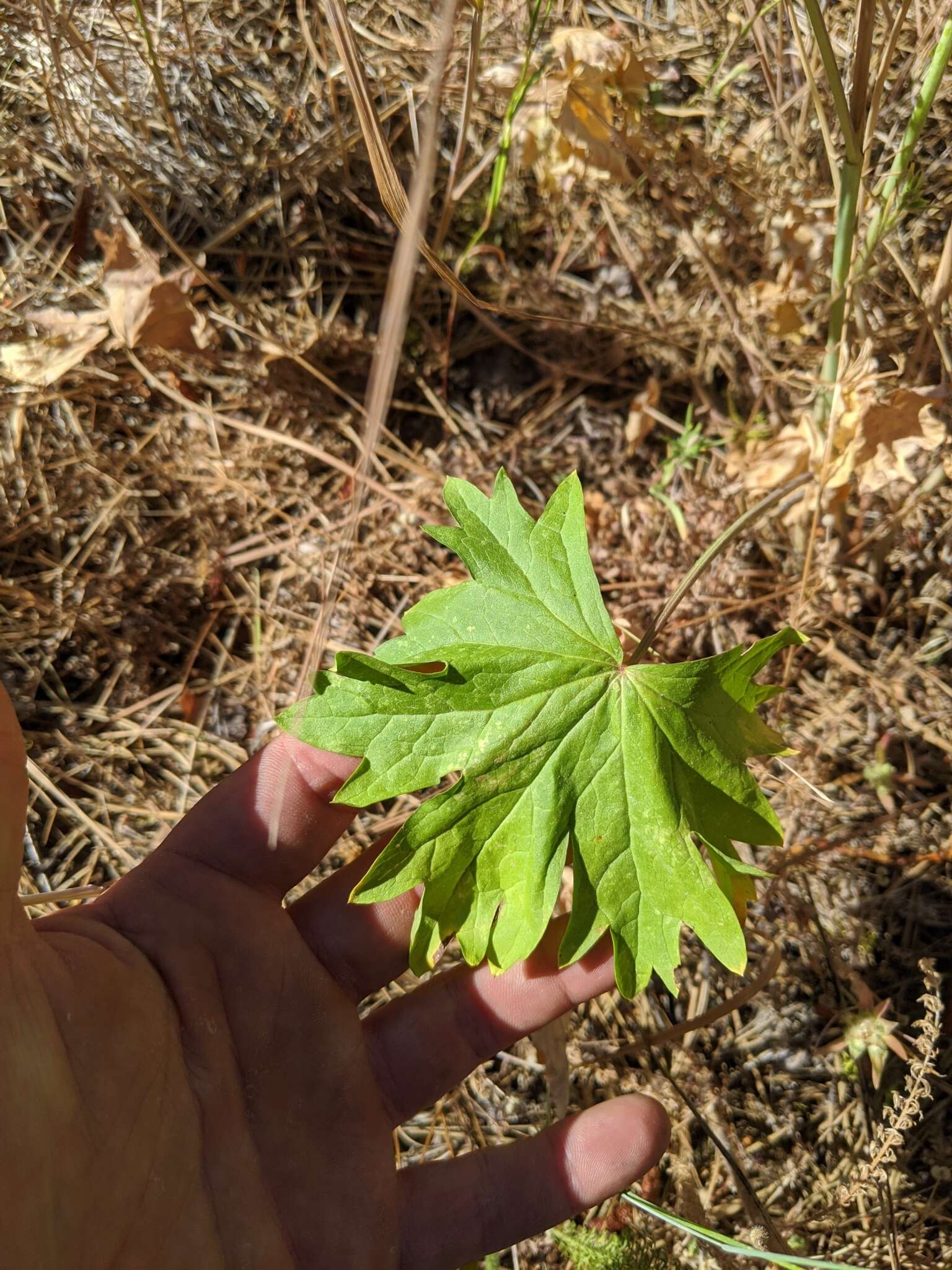 Image of Wenatchee Mountains checkermallow