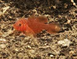 Image of Orange reef-goby