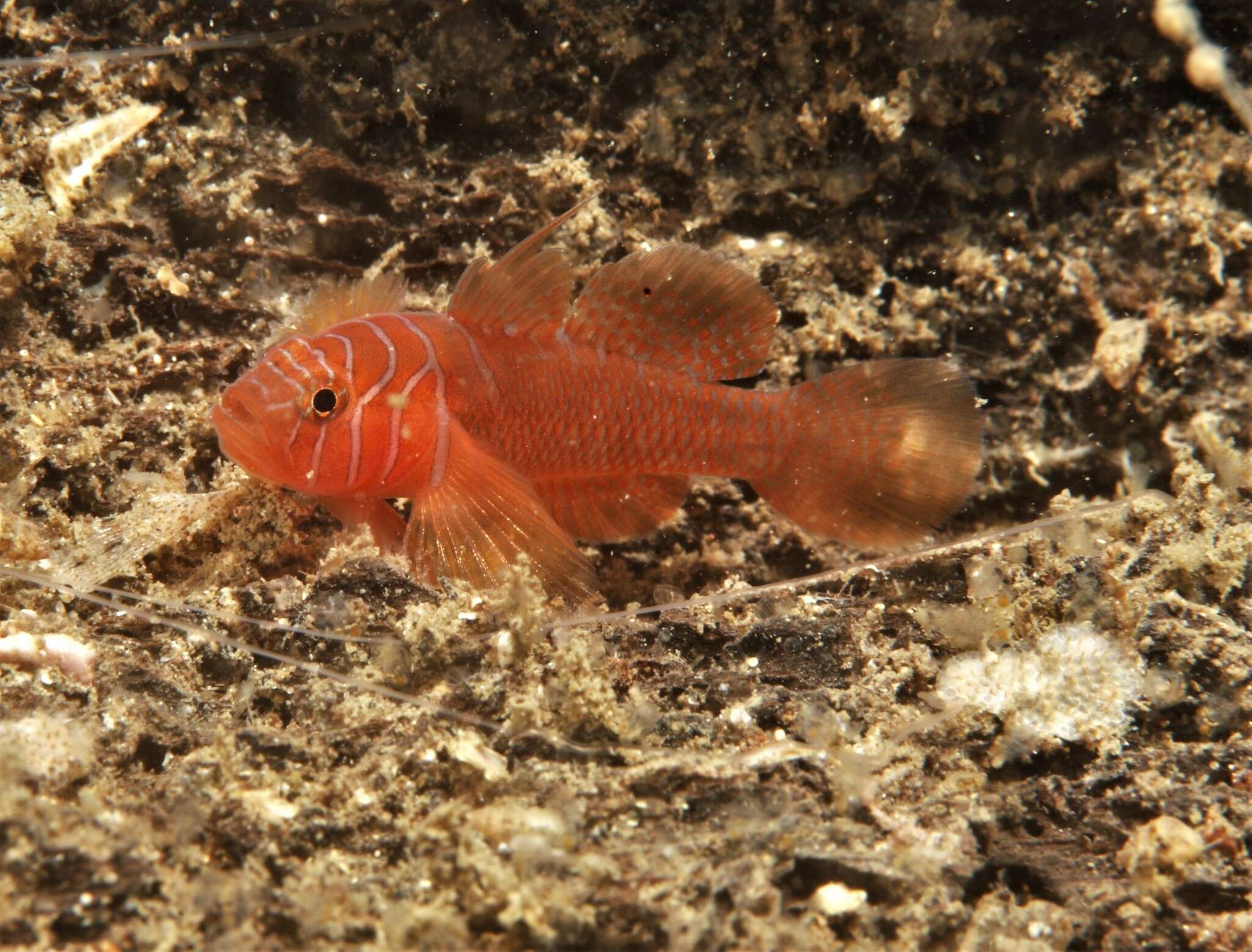 Image of Orange reef-goby