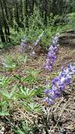 Imagem de Lupinus arbustus Lindl.