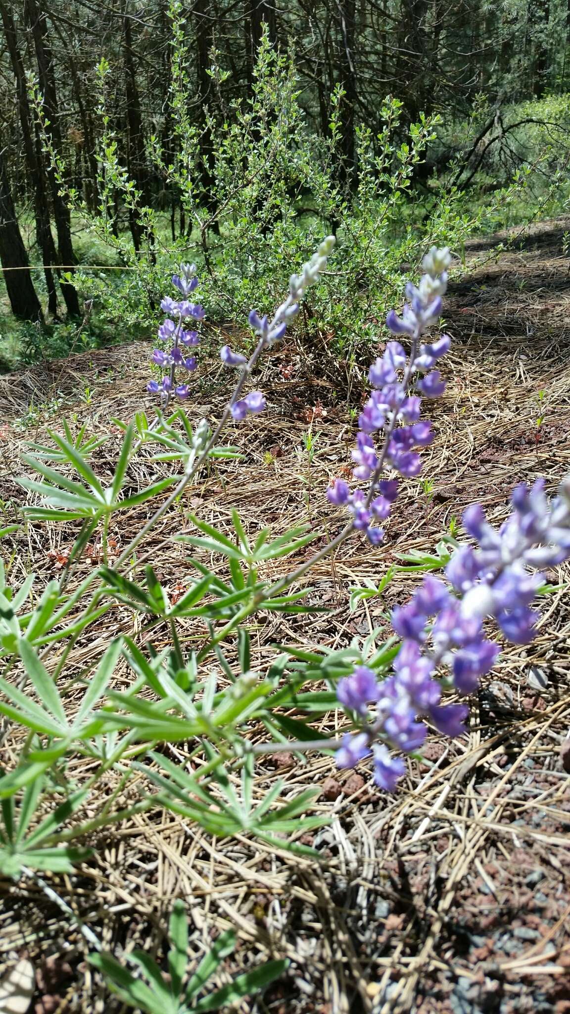 Imagem de Lupinus arbustus Lindl.