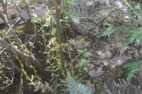 Image of Sedum gypsophilum B. L. Turner