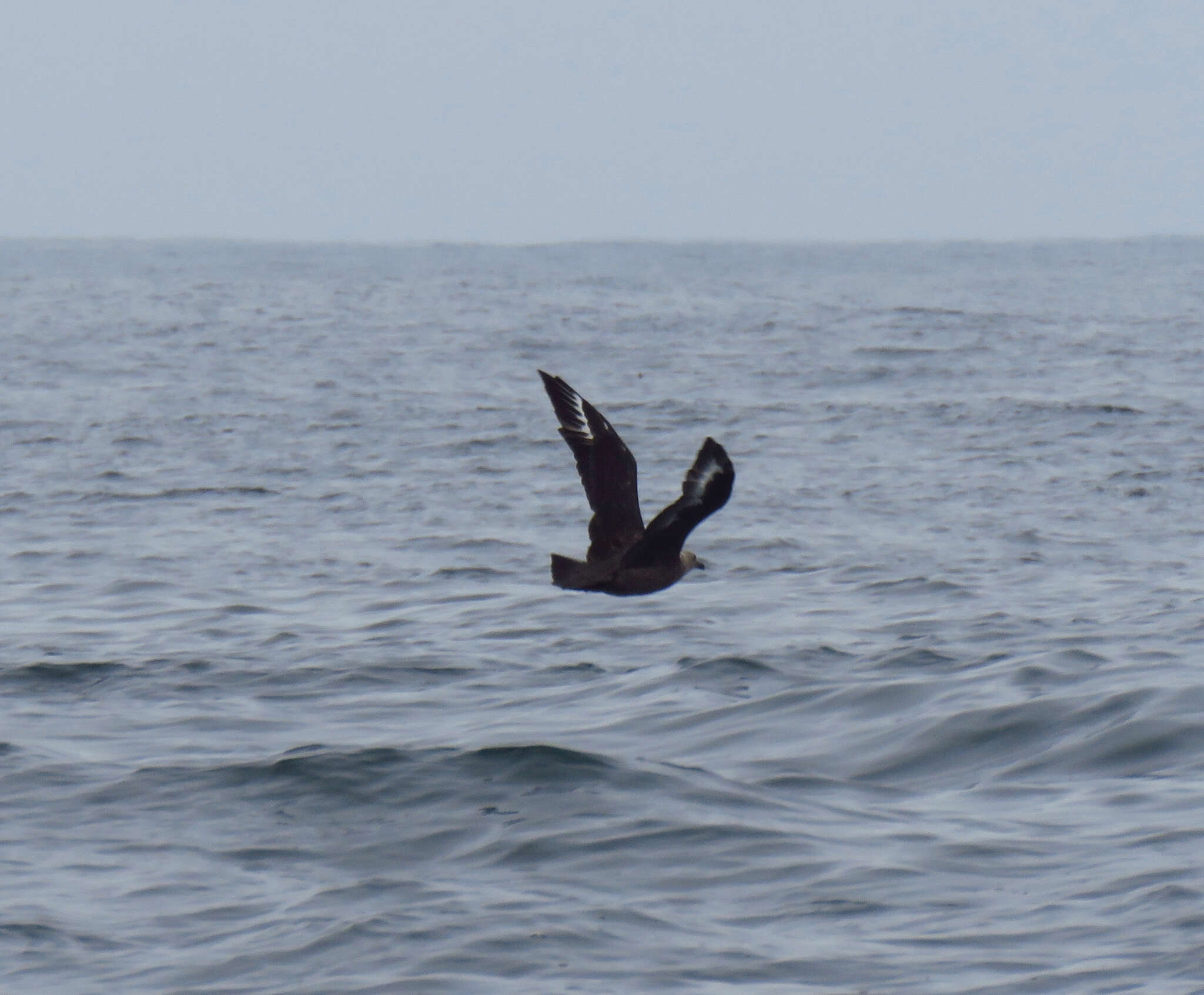 Image of South Polar Skua