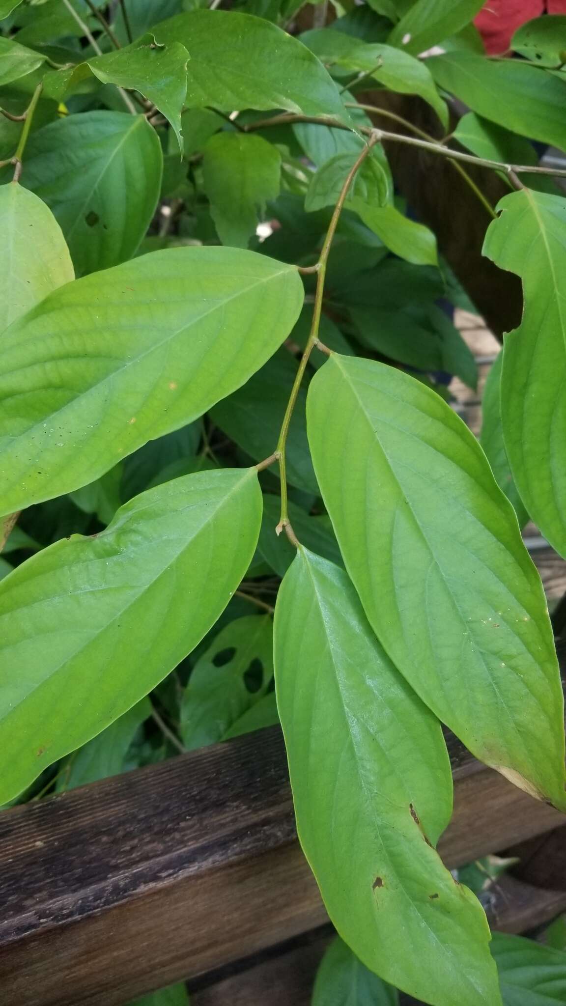 صورة Cleistanthus oblongifolius (Roxb.) Müll. Arg.