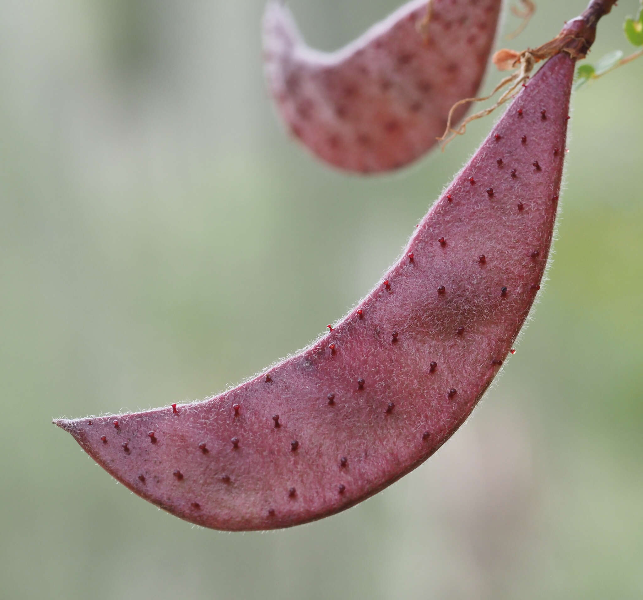 Image of <i>Erythrostemon melanadenius</i>