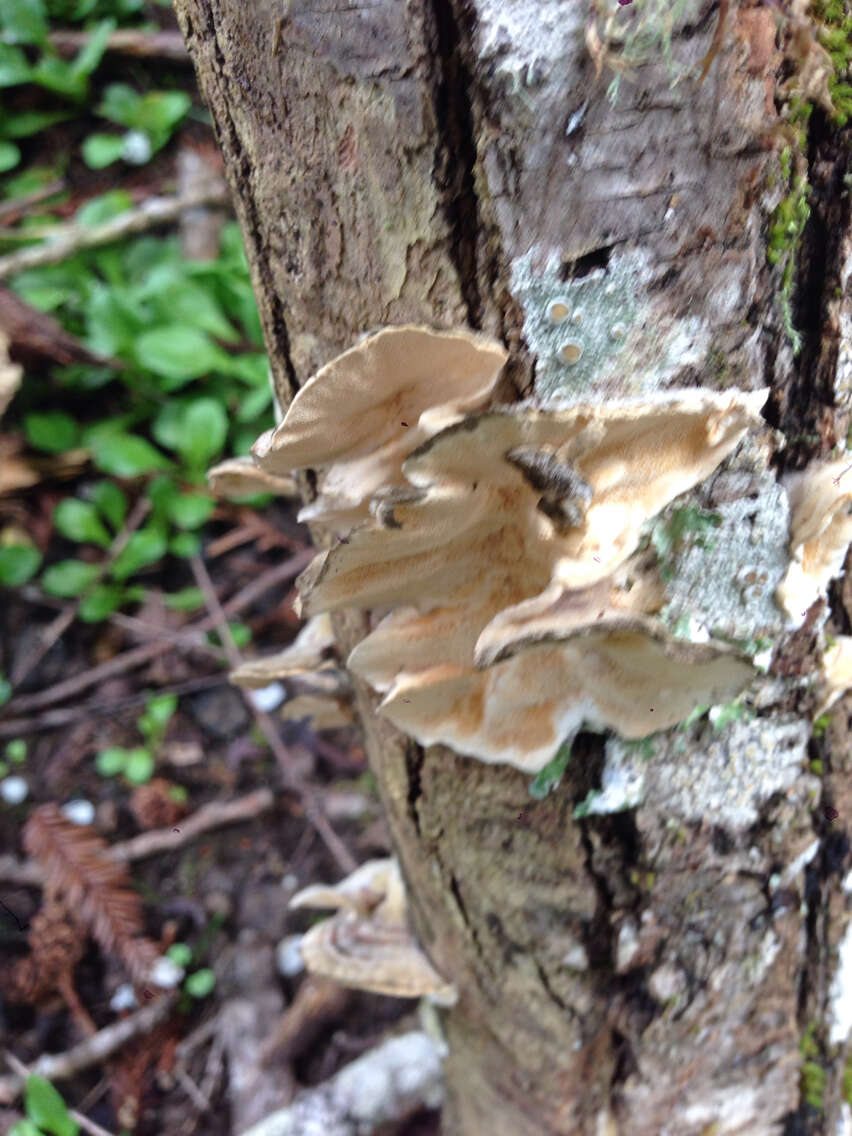 Image of Turkey Tail