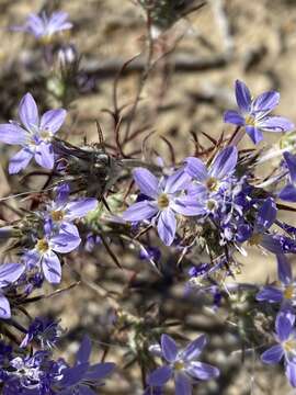 Image of Tehachapi woollystar