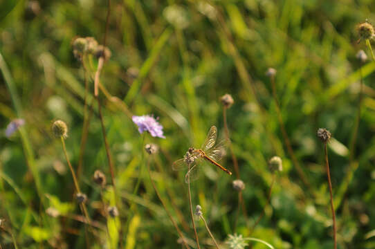 Image of spotted darter