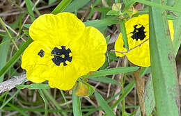 Plancia ëd Oenothera berlandieri subsp. pinifolia (Engelm.) W. L. Wagner & Hoch