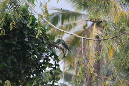 Imagem de pombo imperial verde