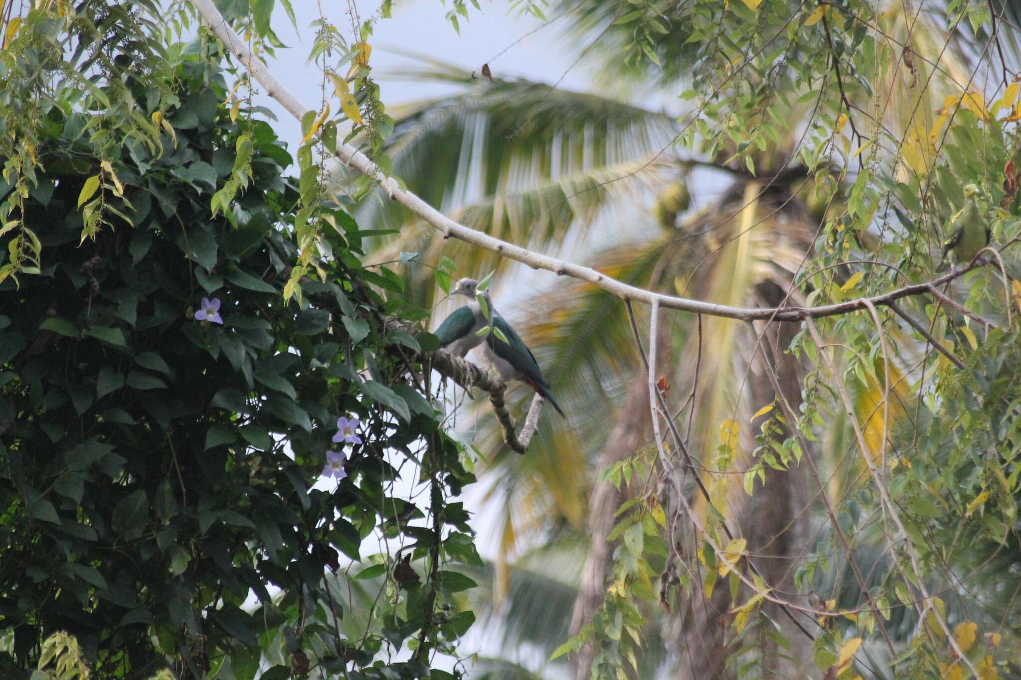 Imagem de pombo imperial verde