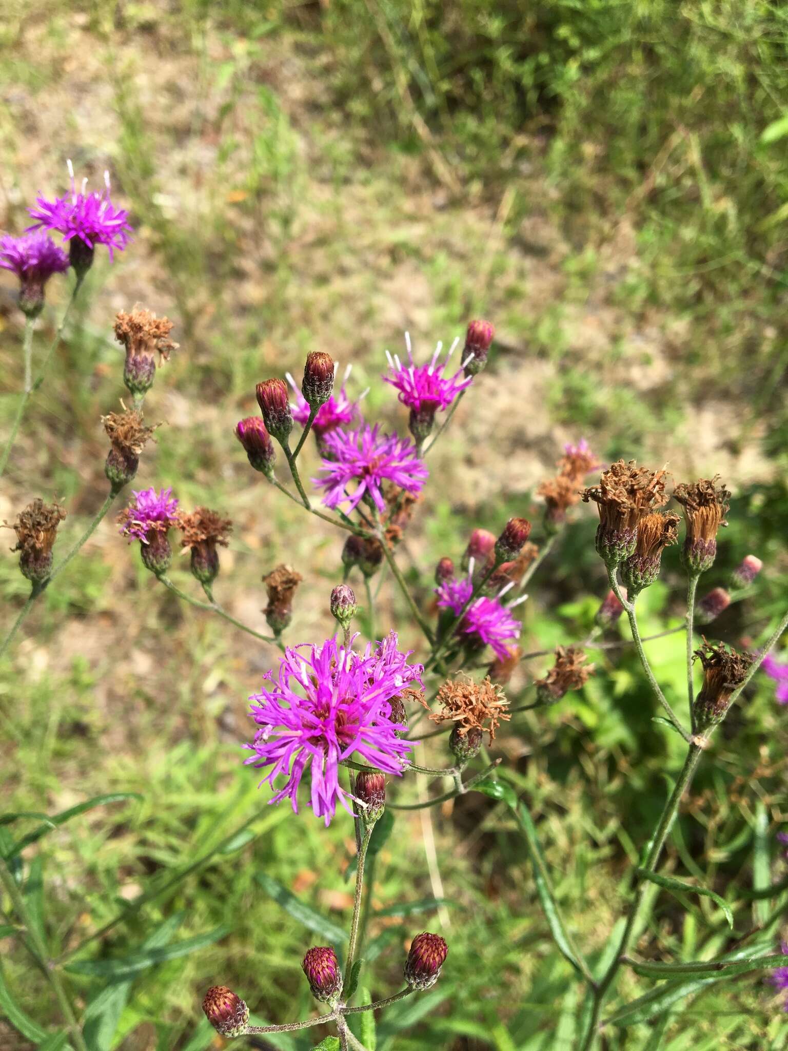 Plancia ëd Vernonia texana (A. Gray) Small