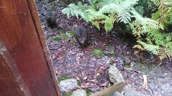 Image of Red-bellied Pademelon