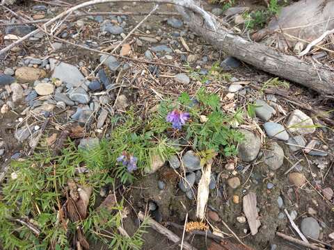 Sivun Vicia macrantha Jurtzev kuva