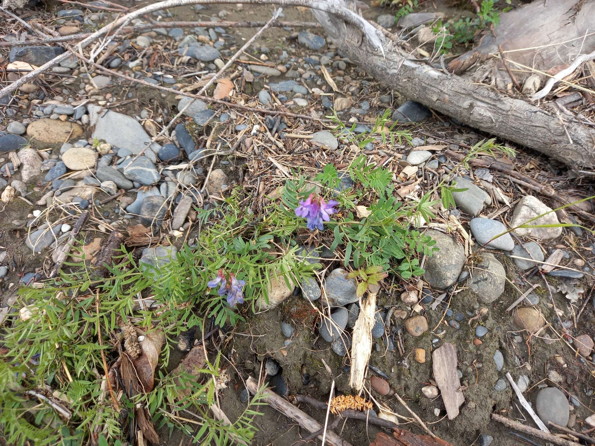 Image of Vicia macrantha Jurtzev