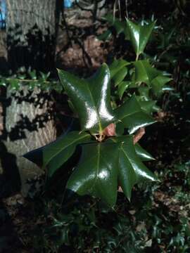 Image of Chinese holly