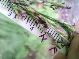 Image of Molinia caerulea subsp. caerulea