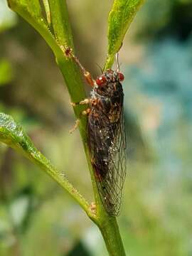 Image of Yoyetta fluviatilis Emery, Emery & Popple 2015