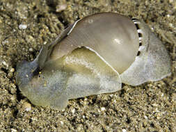 Image of white Pacific glassy-bubble