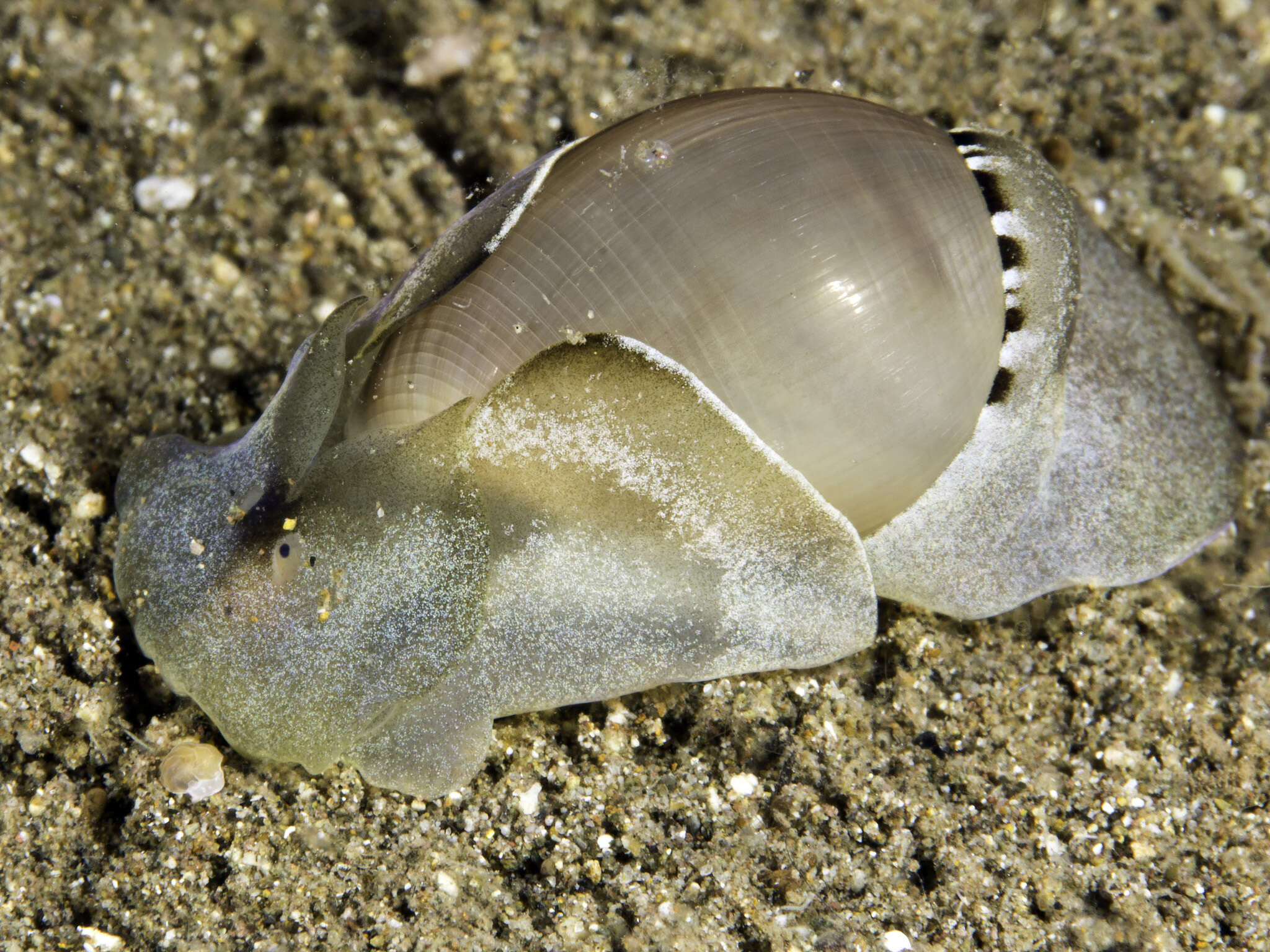 Image of white Pacific glassy-bubble