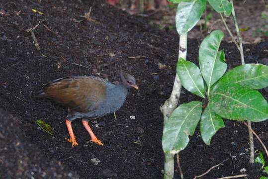 Image of Orange-footed Scrubfowl