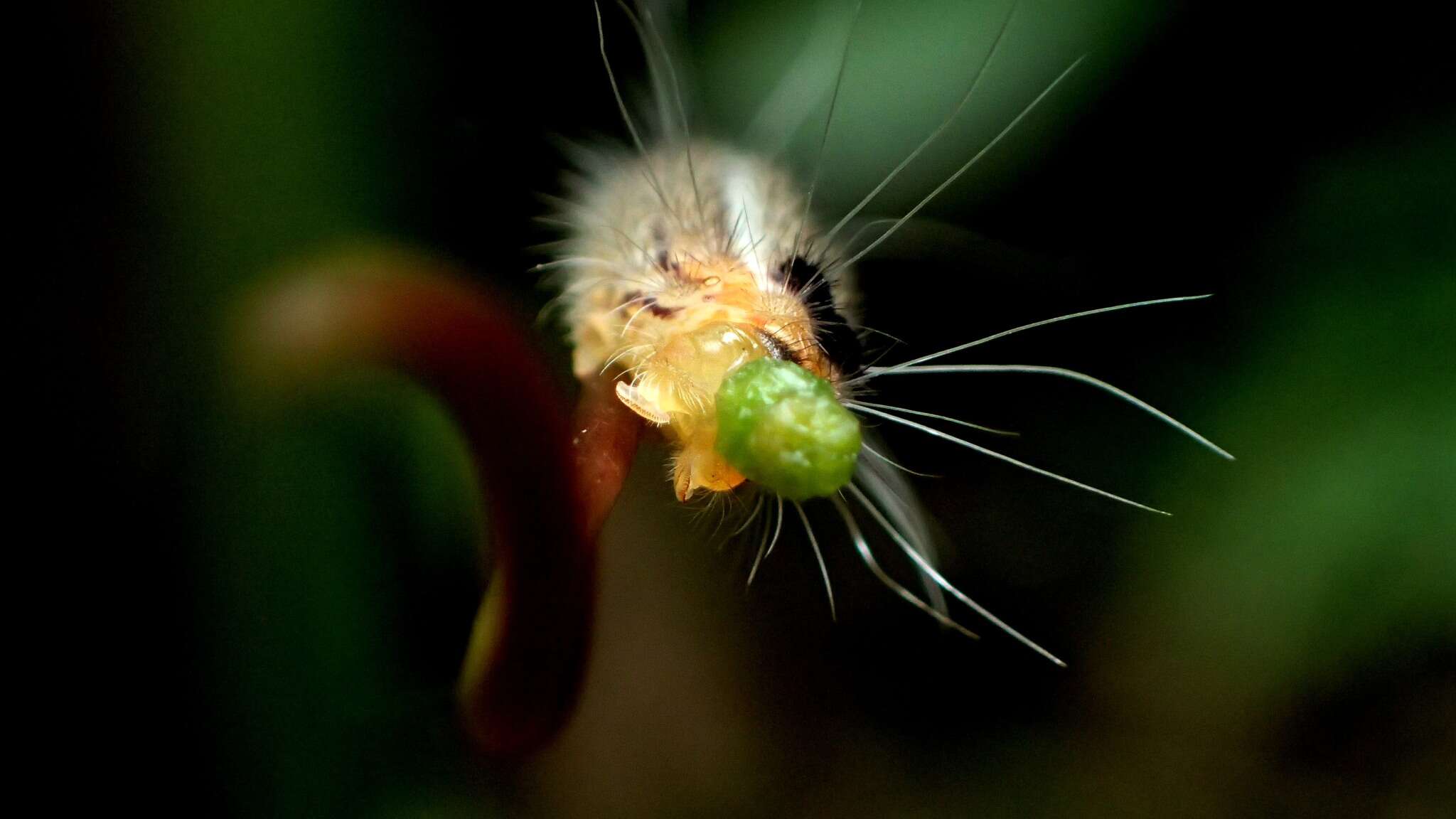 Image of <i>Clelea formosana</i>