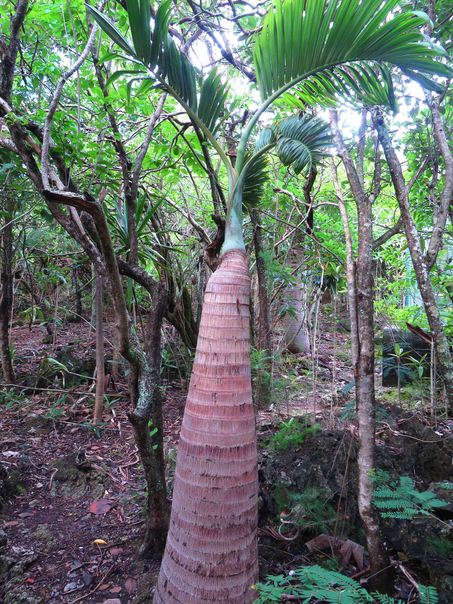 Image of Bottle Palm