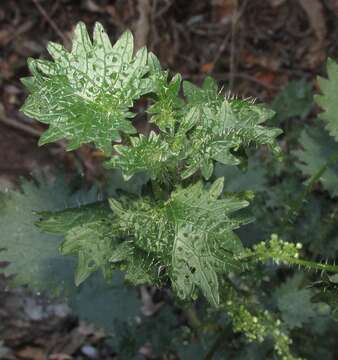 Image of Urtica lobulata E. Mey.