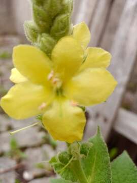 Image of Verbascum thapsus subsp. crassifolium (Lam.) Murb.