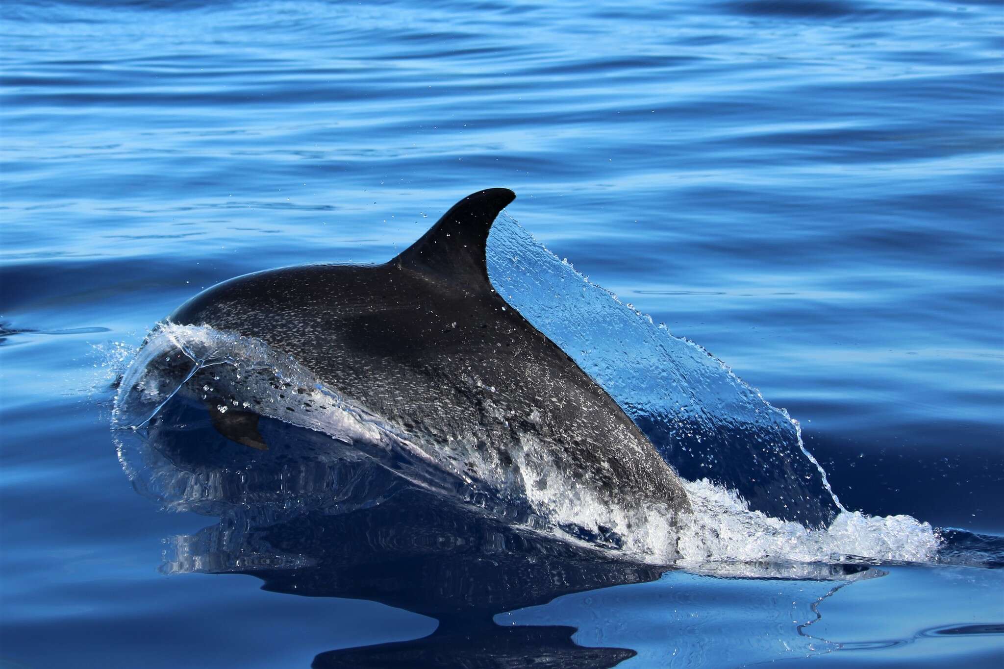 Image of Atlantic Spotted Dolphin