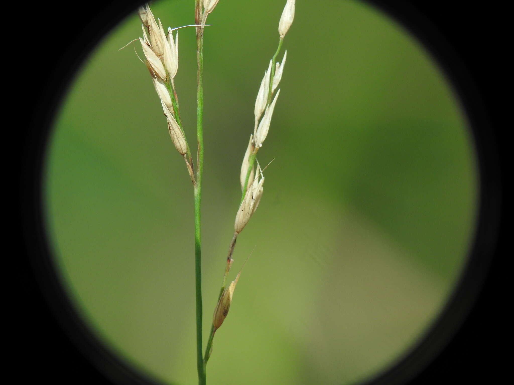 Image of River grass