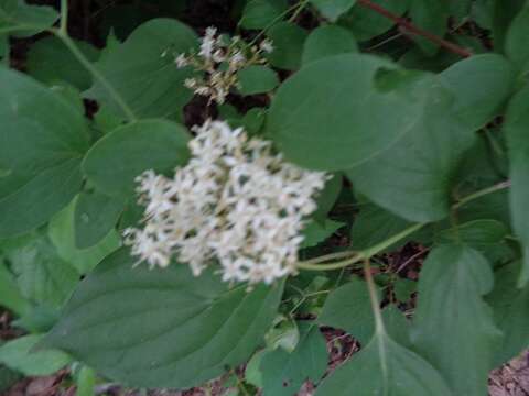 Image de Cornus drummondii C. A. Mey.