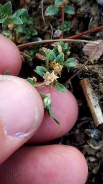 Image of Texas bergia