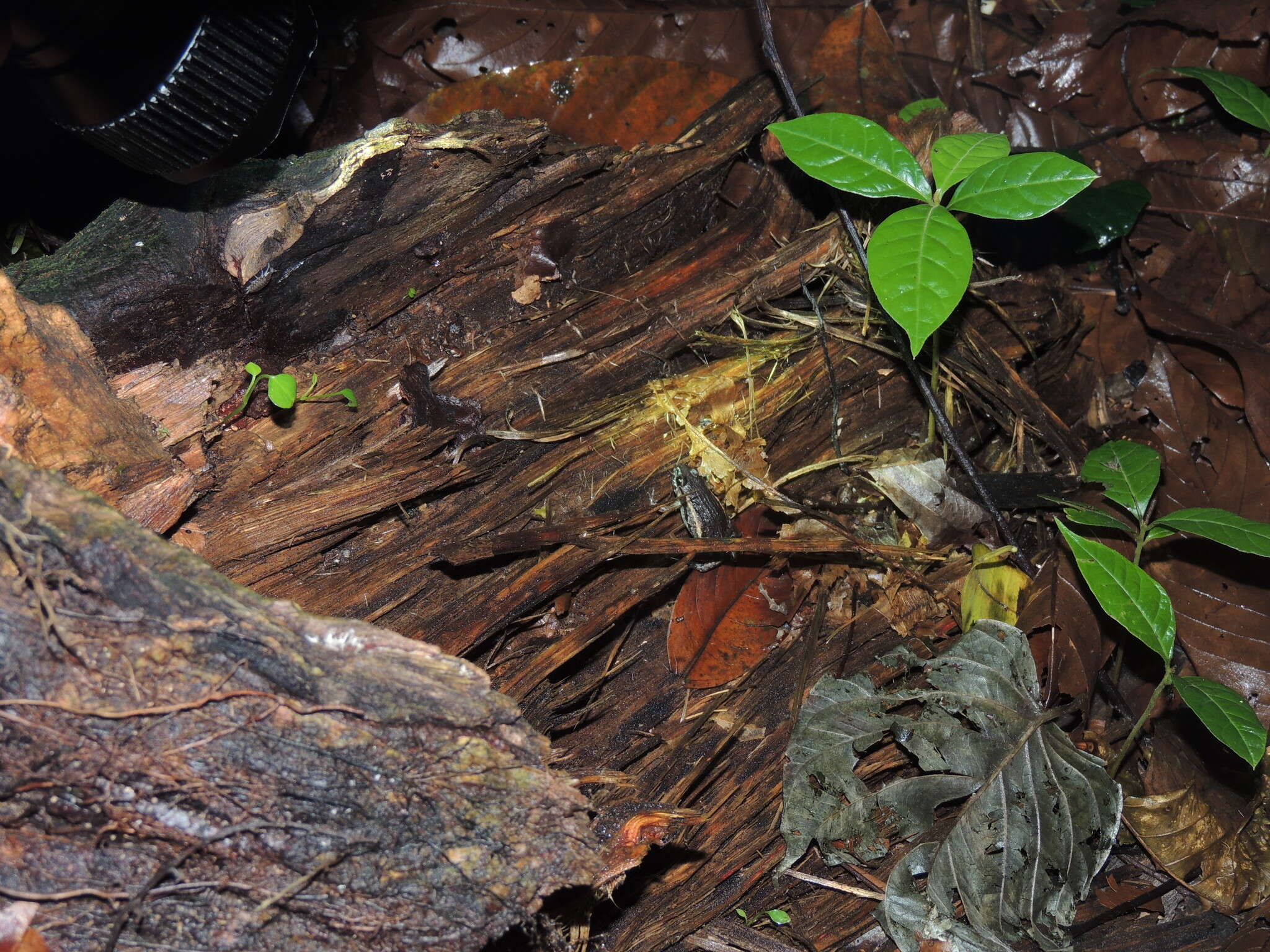 Image of Napo Tropical Bullfrog