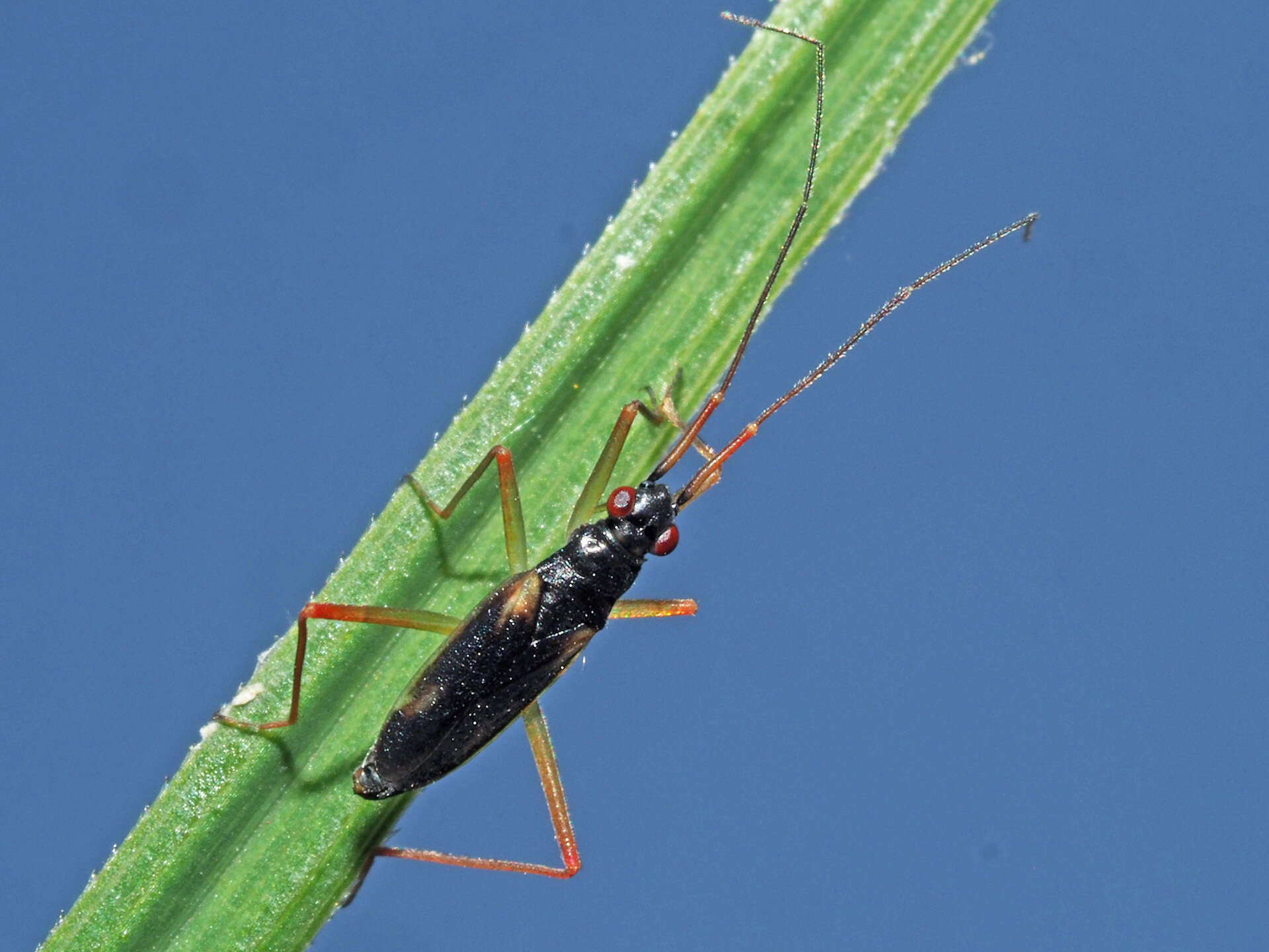 Image of Teratocoris antennatus (Boheman 1852)