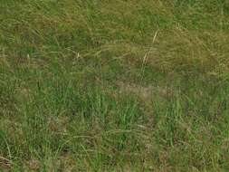 Imagem de Bothriochloa longipaniculata (Gould) Allred & Gould