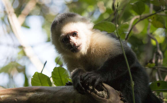 Image of Panama capuchin monkey