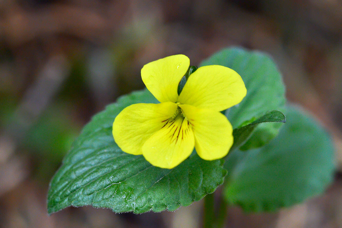 صورة Viola acutifolia (Kar. & Kir.) W. Beck.