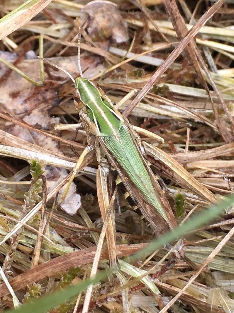 Image of Common green grasshopper