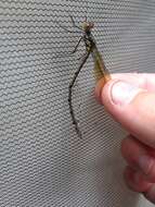 Image of Amber-winged Spreadwing