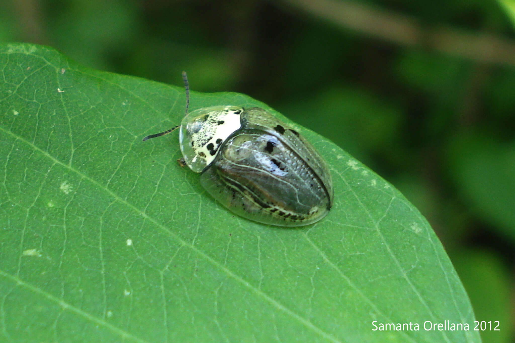 Слика од Physonota alutacea Boheman 1854