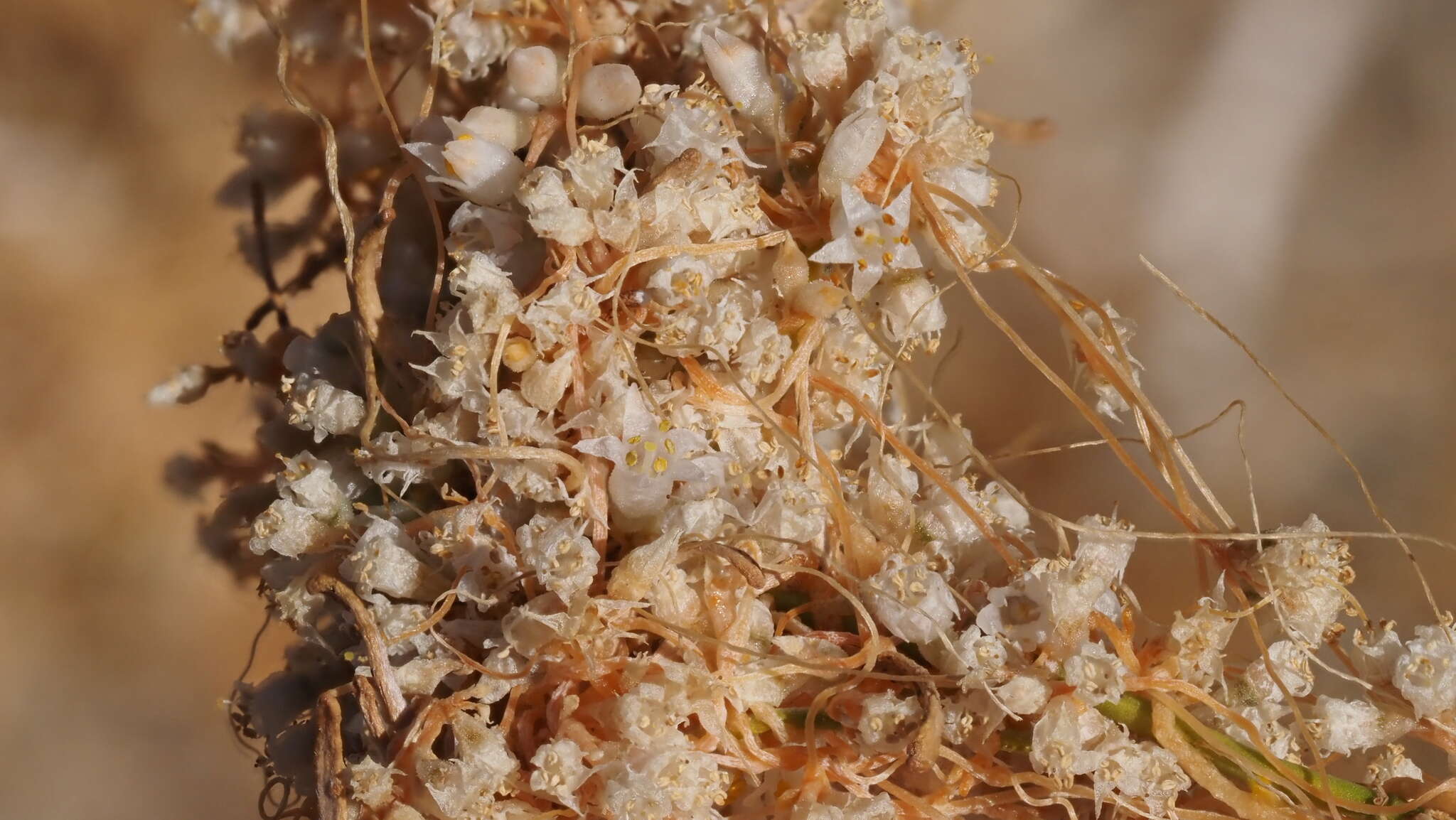 Image of chaparral dodder