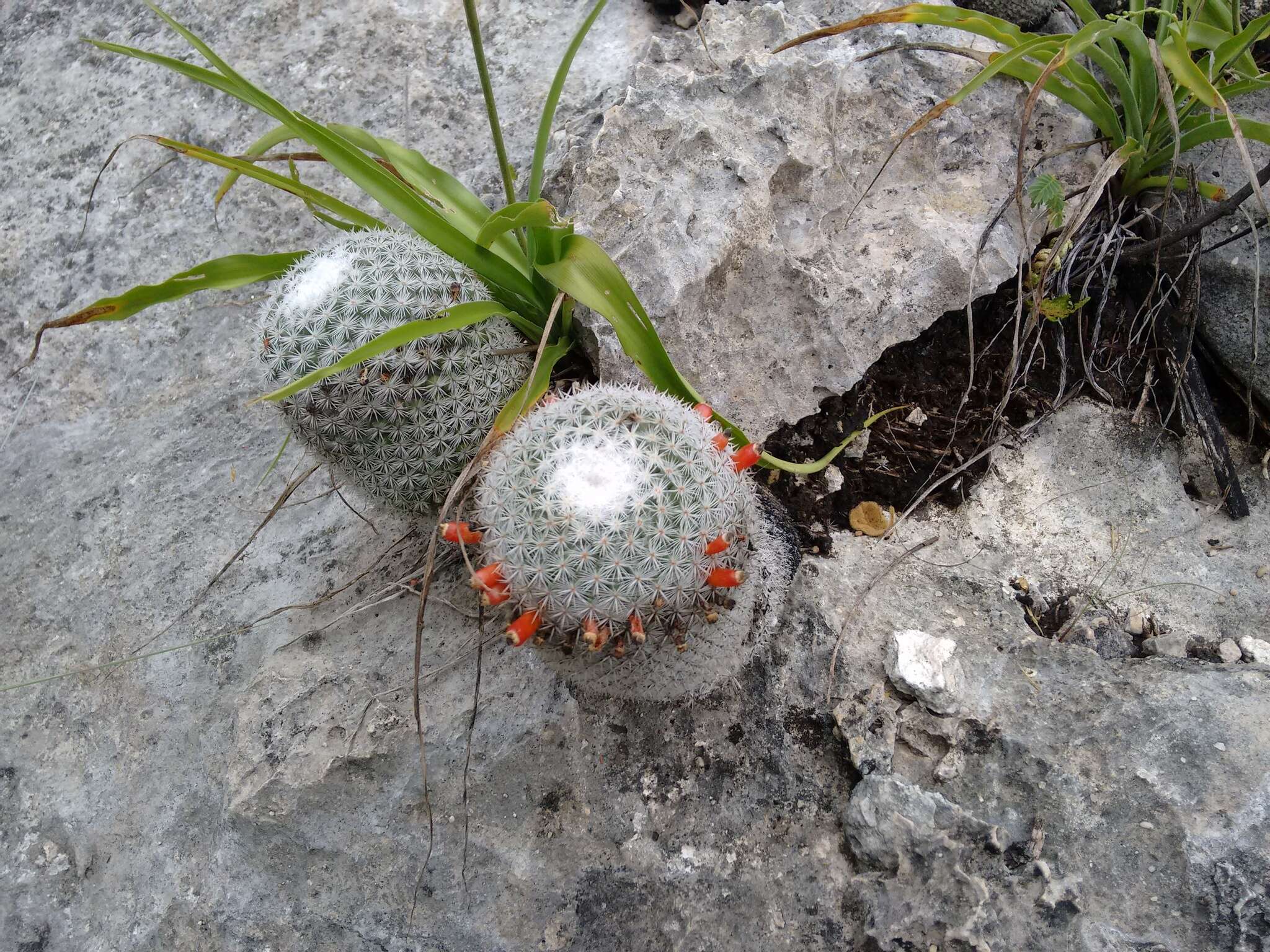 Image of Mammillaria albilanata subsp. tegelbergiana (G. E. Linds.) D. R. Hunt