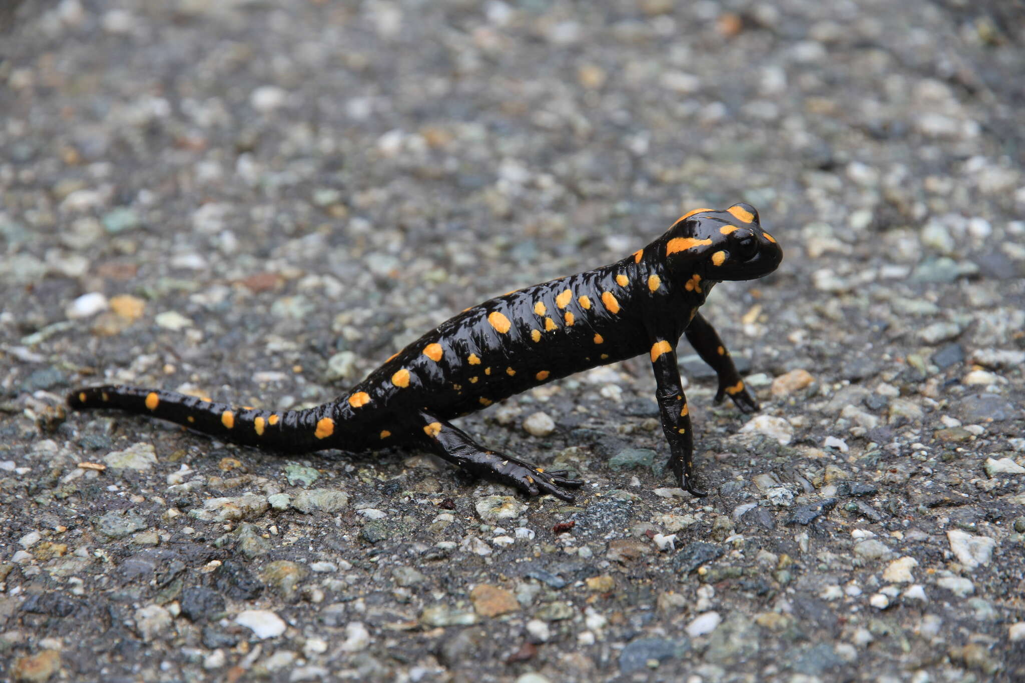 Image of Corsican Fire Salamander