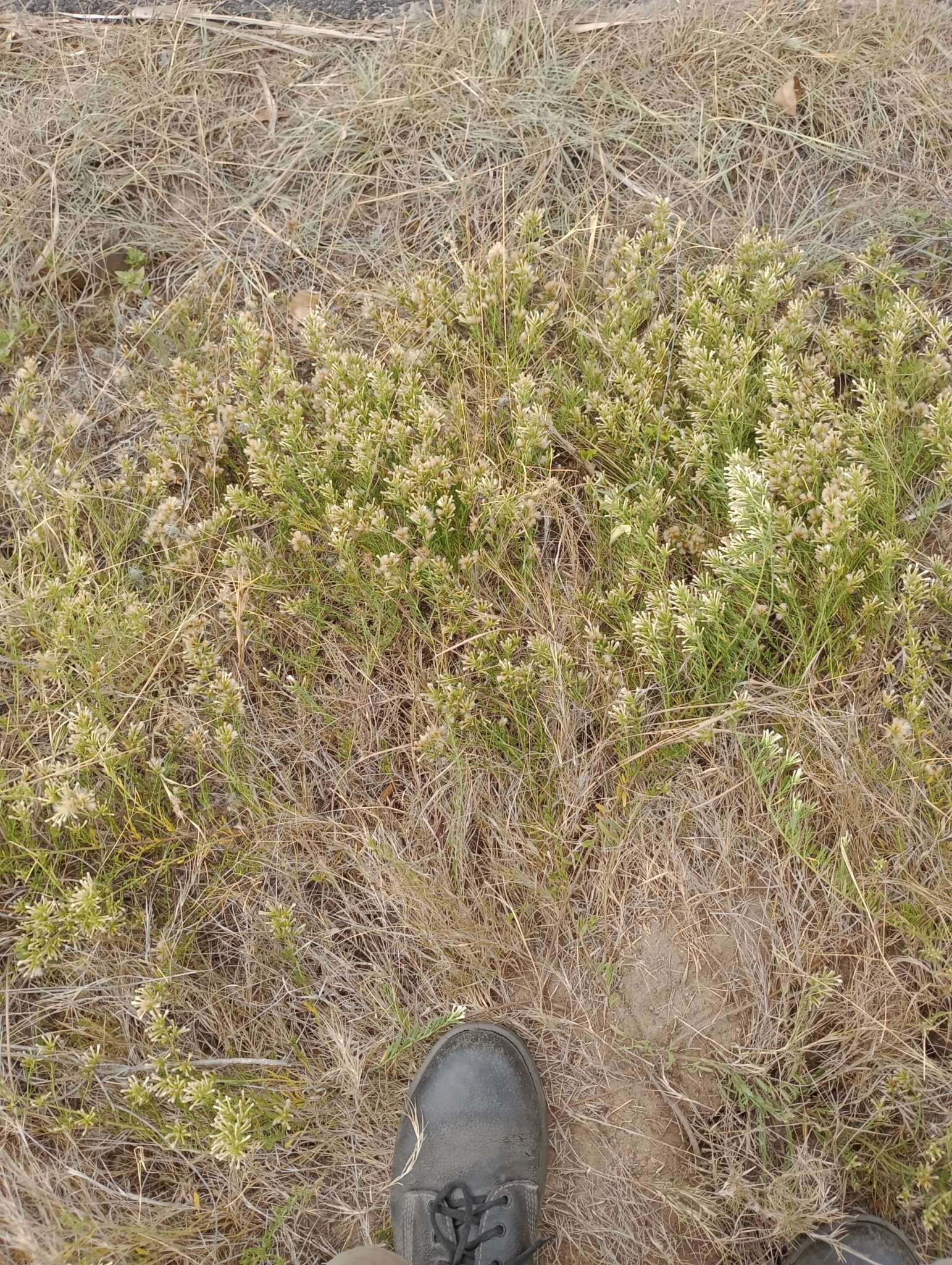 Image of Baccharis linearifolia (Lam.) Pers.